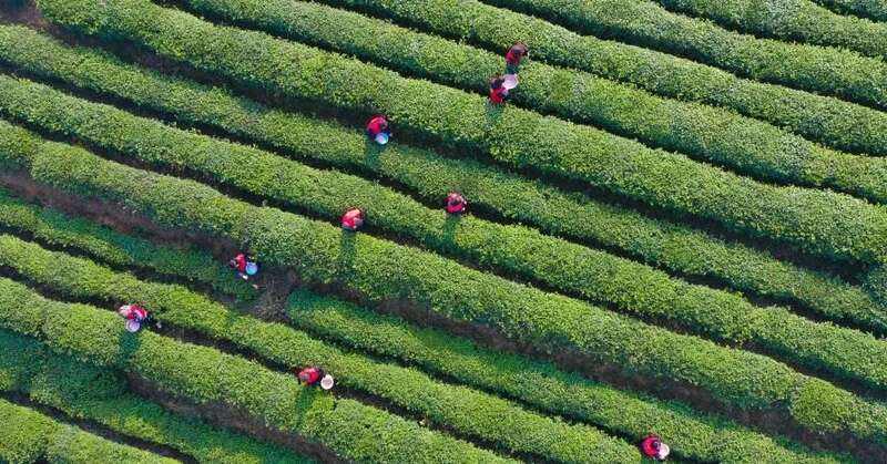 中国茶产业低碳发展路径解析:生态茶园建设助力美丽中国 第54个世界环境日,聚焦我国茶产业低碳化发展进程