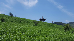 中国茶产业低碳发展路径解析:生态茶园建设助力美丽中国 第54个世界环境日,聚焦我国茶产业低碳化发展进程