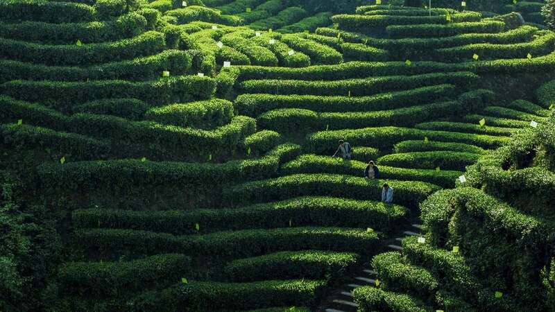 中国茶产业低碳发展路径解析:生态茶园建设助力美丽中国 第54个世界环境日,聚焦我国茶产业低碳化发展进程