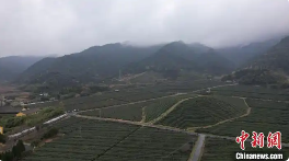 绍兴春茶生长未受影响 多变天气助力产量稳定 气温骤变如“过山车” 对浙江绍兴春茶影响不大