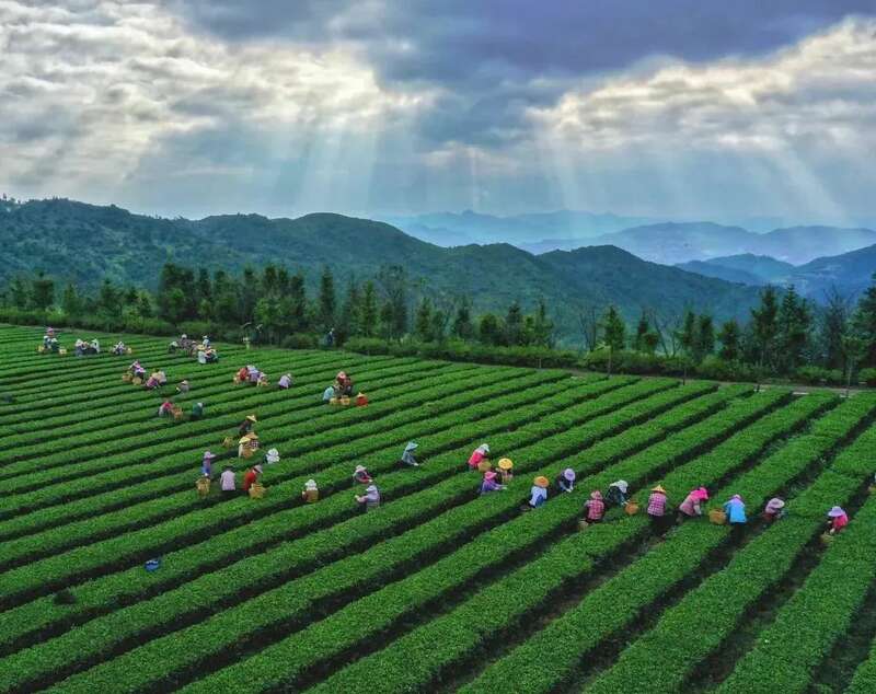 安溪茶叶生态价值实现案例引关注 品控创新助力产业升级 优秀!安溪县茶业入选全国典型案例