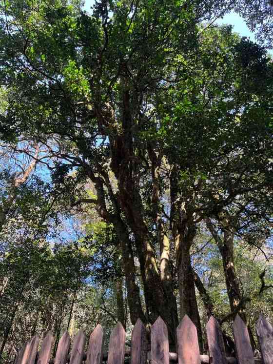 润元昌名山古树茶系列上线 真老班章等足值茶品 润元昌名山早春系列:好东西,总是姗姗而来