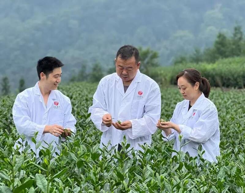 练学燕:从青涩学徒到四川工匠的匠心蜕变之路 四川省工匠练学燕——以感恩之心守茶香 以传承创新铸匠心