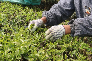 普洱墨江春茶采摘繁忙 茶产业推动乡村振兴 春茶发 采茶乐 龙坝镇万亩茶园“点绿成金”