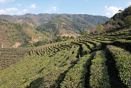 普洱墨江春茶采摘繁忙 茶产业推动乡村振兴 春茶发 采茶乐 龙坝镇万亩茶园“点绿成金”