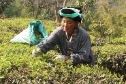 普洱墨江春茶采摘繁忙 茶产业推动乡村振兴 春茶发 采茶乐 龙坝镇万亩茶园“点绿成金”