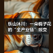 乐山沐川：一朵栀子花的“全产业链”蜕变（图3）