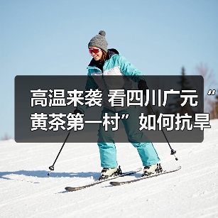 高温来袭 看四川广元“黄茶第一村”如何抗旱保茶（图2）