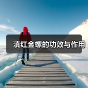 滇红金螺的功效与作用(图1) 滇红金螺的功效与作用(图1)