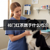 祁门红茶属于什么档次(图2) 祁门红茶属于什么档次(图2)