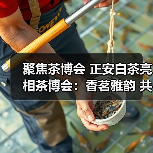 聚焦茶博会 正安白茶亮相茶博会：香茗雅韵 共绘新篇（图2）