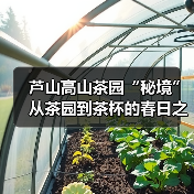 芦山高山茶园“秘境” 从茶园到茶杯的春日之约（图2）