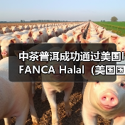 中茶普洱成功通过美国IFANCA Halal（美国国际清真食品）认证（图4）