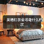 英德红茶金毛毫什么档次(图4) 英德红茶金毛毫什么档次(图4)