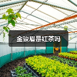 金骏眉是红茶吗（图2）