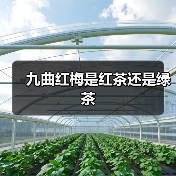 九曲红梅是红茶还是绿茶（图4）