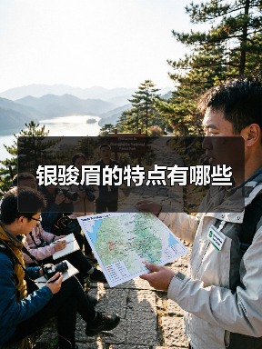银骏眉的特点有哪些（图3）