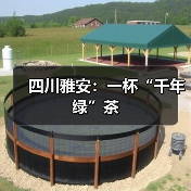 四川雅安:一杯“千年绿”茶(图2) 四川雅安:一杯“千年绿”茶(图2)