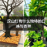 汉山红有什么独特的口感与香味（图3）