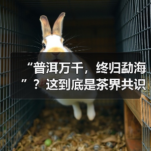 “普洱万千，终归勐海”？这到底是茶界共识还是营销话术？（图4）