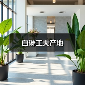 白琳工夫产地（图1）