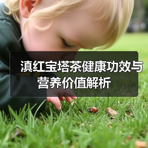 滇红宝塔茶健康功效与营养价值解析(图1) 滇红宝塔茶健康功效与营养价值解析(图1)