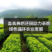 畜禽粪肥还田助力茶园绿色循环农业发展(图3) 畜禽粪肥还田助力茶园绿色循环农业发展(图3)
