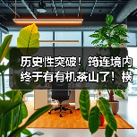 历史性突破！筠连境内终于有有机茶山了！横跨川滇三县上千亩！（图3）