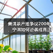 普洱茶产地争议200年，宁洱如何逆袭成真正源头？（图3）