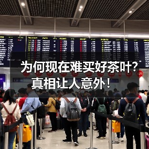 为何现在难买好茶叶?真相让人意外!(图4) 为何现在难买好茶叶?真相让人意外!(图4)