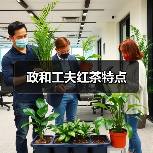 政和工夫红茶特点（图1）