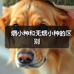 烟小种和无烟小种的区别(图4) 烟小种和无烟小种的区别(图4)