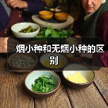 烟小种和无烟小种的区别(图1) 烟小种和无烟小种的区别(图1)