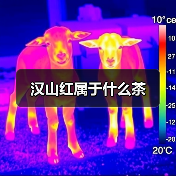 汉山红属于什么茶（图2）