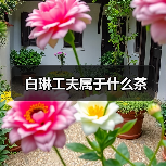 白琳工夫属于什么茶（图2）