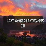 祁红香螺和祁红毛峰区别（图4）