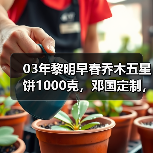 03年黎明早春乔木五星饼1000克,邓国定制,早期八角亭经典茶(图4) 03年黎明早春乔木五星饼1000克,邓国定制,早期八角亭经典茶(图4)