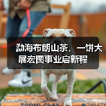 勐海布朗山茶,一饼大展宏图事业启新程(图1) 勐海布朗山茶,一饼大展宏图事业启新程(图1)