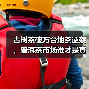 古树茶破万台地茶逆袭,普洱茶市场谁才是真王者?(图3) 古树茶破万台地茶逆袭,普洱茶市场谁才是真王者?(图3)