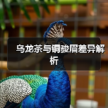乌龙茶与铜骏眉差异解析(图1) 乌龙茶与铜骏眉差异解析(图1)