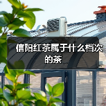 信阳红茶属于什么档次的茶(图3) 信阳红茶属于什么档次的茶(图3)