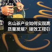 名山茶产业如何实现高质量发展?提效工程引领三产融合新路(图2) 名山茶产业如何实现高质量发展?提效工程引领三产融合新路(图2)