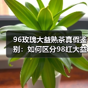 96玫瑰大益熟茶真假鉴别:如何区分98红大益冒充?(图1) 96玫瑰大益熟茶真假鉴别:如何区分98红大益冒充?(图1)
