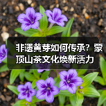 非遗黄芽如何传承?蒙顶山茶文化焕新活力(图1) 非遗黄芽如何传承?蒙顶山茶文化焕新活力(图1)