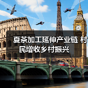 夏茶加工延伸产业链 村民增收乡村振兴(图1) 夏茶加工延伸产业链 村民增收乡村振兴(图1)
