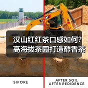 汉山红红茶口感如何？高海拔茶园打造醇香茶饮（图4）