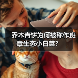 乔木青饼为何被称作班章生态小白菜?(图1) 乔木青饼为何被称作班章生态小白菜?(图1)