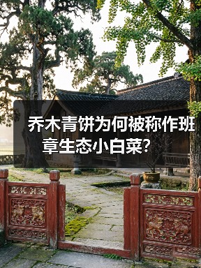 乔木青饼为何被称作班章生态小白菜?(图4) 乔木青饼为何被称作班章生态小白菜?(图4)