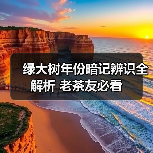 绿大树年份暗记辨识全解析 老茶友必看(图1) 绿大树年份暗记辨识全解析 老茶友必看(图1)