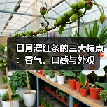 日月潭红茶的三大特点：香气、口感与外观（图2）